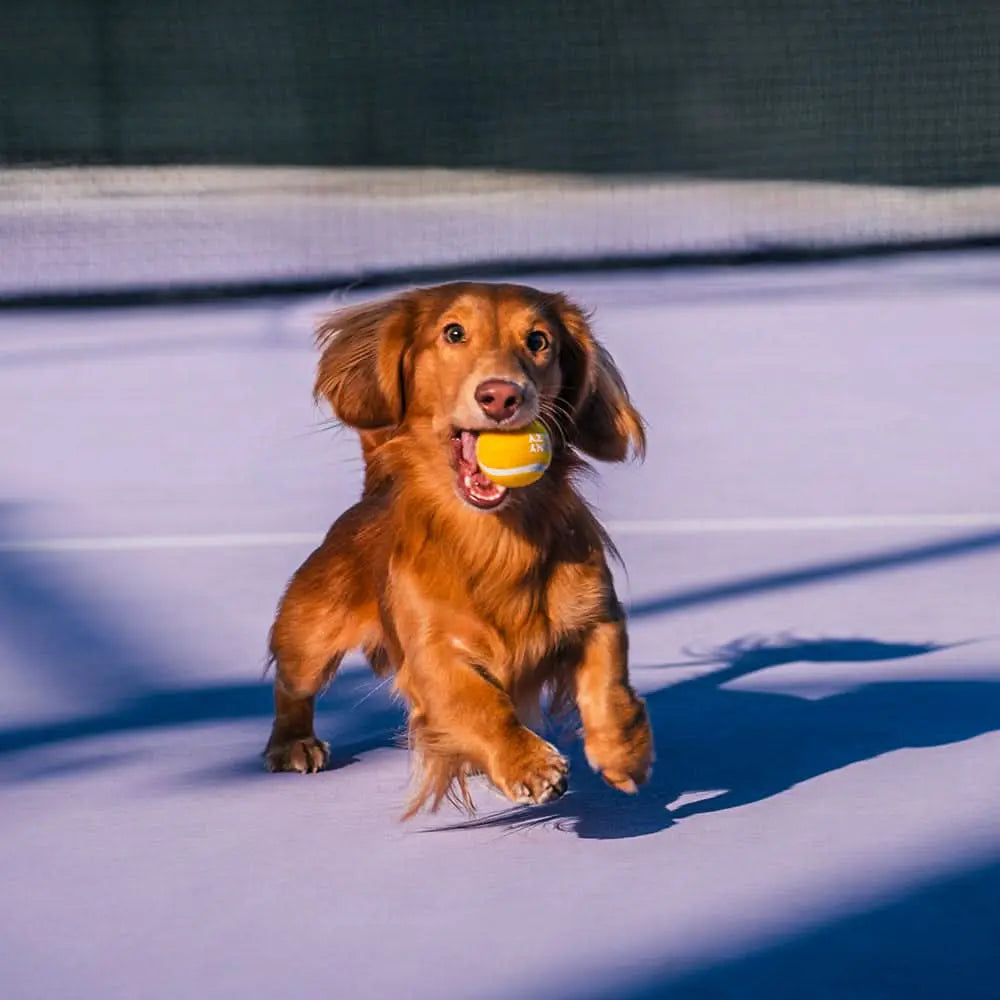 Tennis Ball Dog Toy - Squeaky & Bounce Tektoty