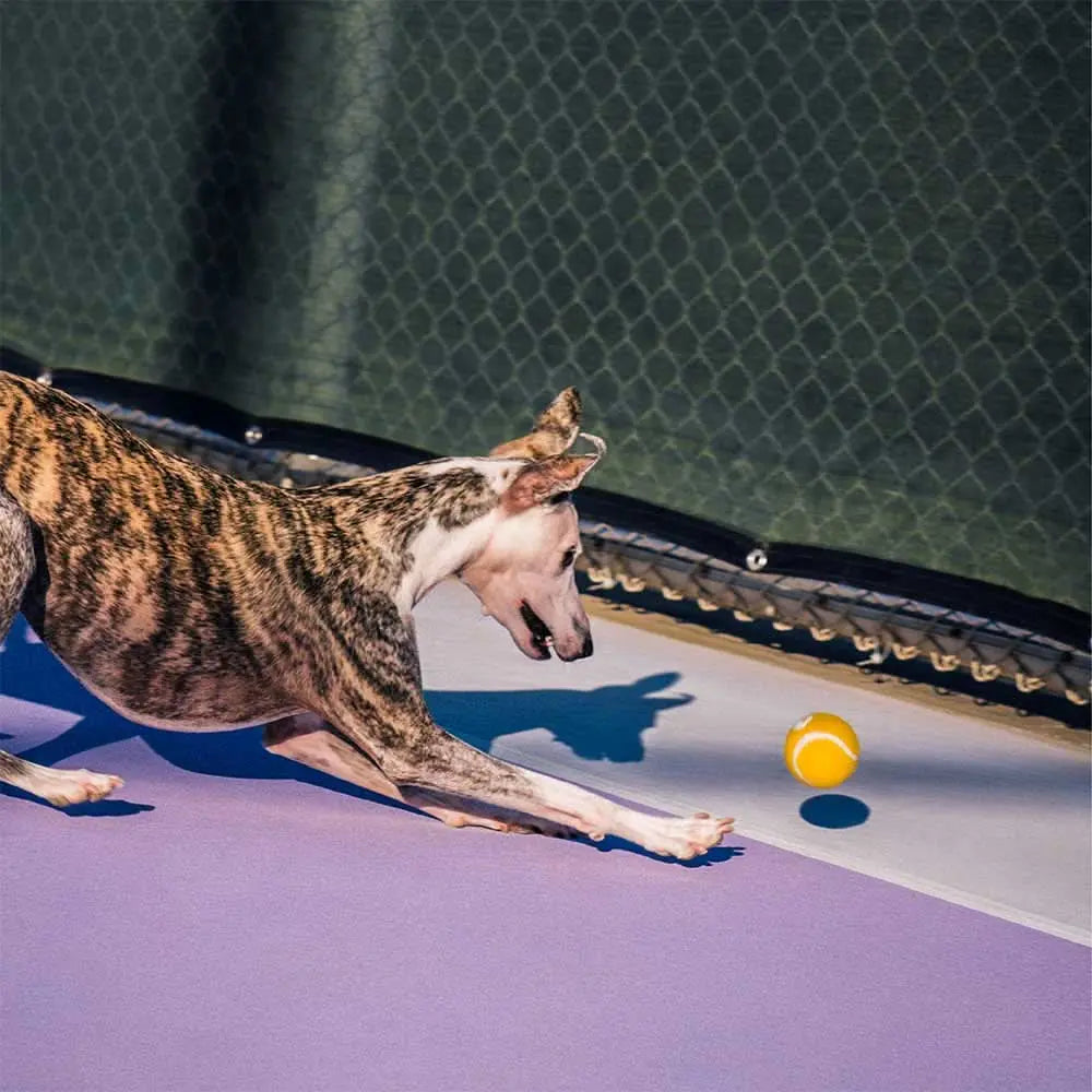 Tennis Ball Dog Toy - Squeaky & Bounce Tektoty