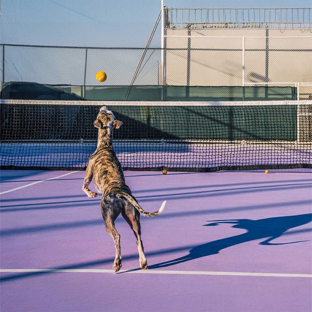 Tennis Ball Dog Toy - Squeaky & Bounce Tektoty